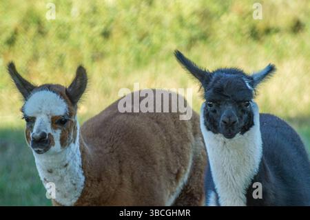 Due lama dai colori distintivi del rivestimento sono affiancati su uno sfondo verde sfocato. La scena cattura le loro espressioni curiose e così via Foto Stock