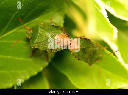 Accoppiamento degli insetti con schermatura verde Foto Stock