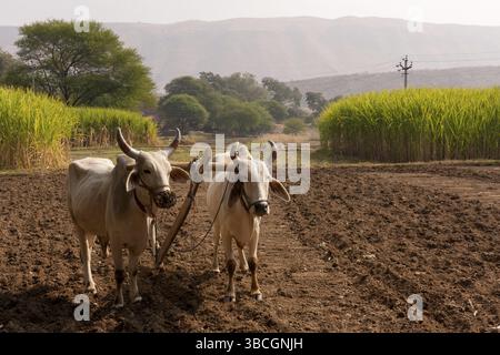 Aratro in legno Foto Stock