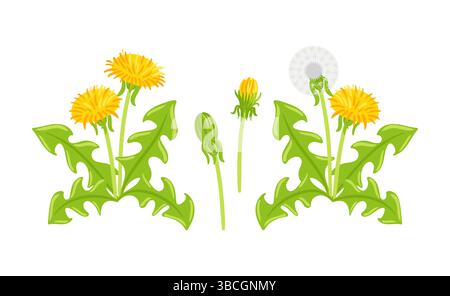 set di elementi vettoriali che presentano leoni in varie fasi, tra cui fiori, teste di seme e foglie. Perfetto per design a tema naturale Illustrazione Vettoriale