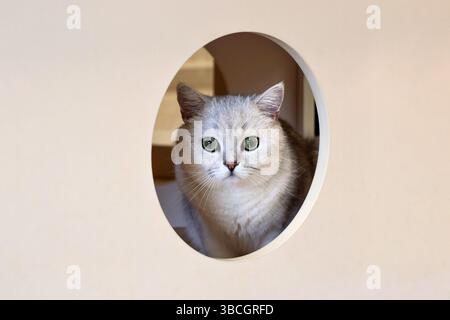 Simpatico gatto bianco grigio che sbuca da un buco con grandi occhi verdi sorpresi Foto Stock