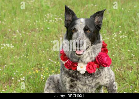 Texas Heeler in bianco e nero che indossa una catena di rose intorno al collo; con spazio per le copie Foto Stock