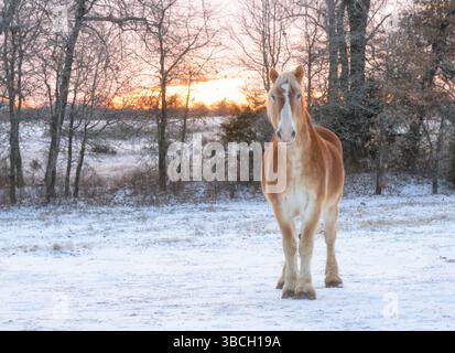 Biondo cavallo belga da tiro nel pascolo invernale innevato all'alba, guardando lo spettatore Foto Stock