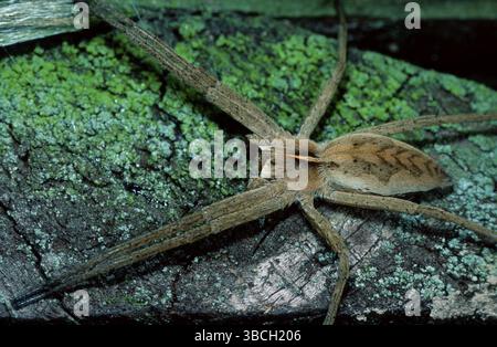 Fantastico ragno da pesca, bassa Sassonia (Pisaura mirabilis), Germania, Europa Foto Stock