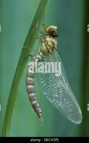 Appena emerso imperatore Dragonfly, bassa Sassonia, Deutschland (Aeshna cyanea) Foto Stock