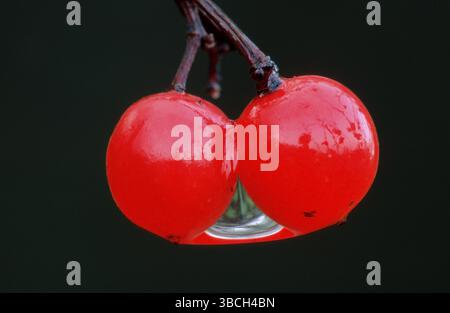 Rosa anziana (Viburnum opulus) bacche, Assia, rosa campanello, bacche, famiglia Honeysuckle, Caprifoliaceae, Germania, Europa Foto Stock
