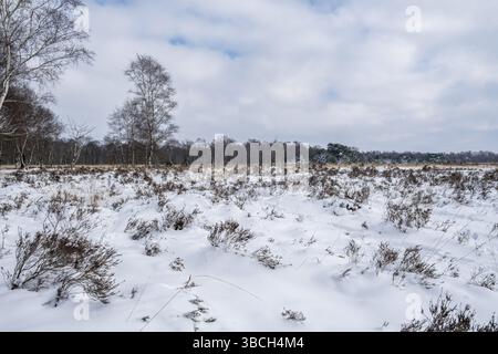 Zwillbrocker Venn in inverno con neve, riserva naturale, Zwillbrock, Vreden, Renania settentrionale-Vestfalia, Germania, Europa Foto Stock