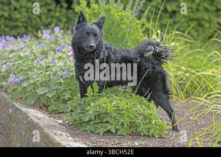 Mudi, Pastore ungherese, molto raro Foto Stock