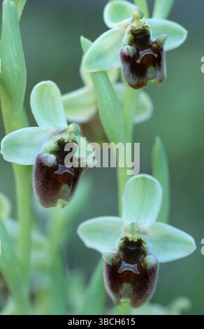 Orchidea (Orchidaceae) Orchidea Levante (Ophrys levantina), Levantine Ragwort (Europa) (Fiori) (piante) (Orchidee) (Orchidee) (Fiori) (verticale), Cipro Foto Stock