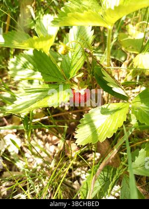 Fragole selvatiche che crescono nell'erba verde Foto Stock