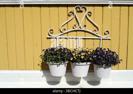 Tre vasi bianchi con fiori su una parete gialla, orizzontali Foto Stock