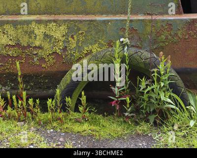 Primo piano di uno pneumatico di gomma su una fune utilizzato come paraurti su una vecchia barca arrugginita ricoperta di muschio verde e vernice che si stacca circondata da erbacce Foto Stock