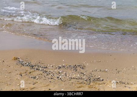 Riva del mare con piccole conchiglie e dolci onde che si lavano sulla spiaggia sabbiosa. Foto Stock