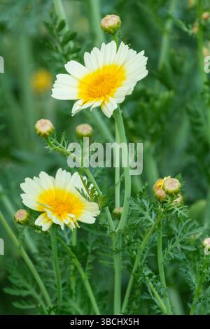 Chopsuey Greens Shungiku, Chop Suey Shungiku Greens, Glebionis coronaria, fiori di crisantemo arancione e giallo Foto Stock