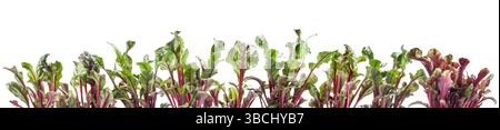 Barbabietole: Germogli giovani e nutrienti con steli rossi. Giardinaggio interno. Foglie di barbabietola luminose e sane isolate su sfondo bianco Foto Stock