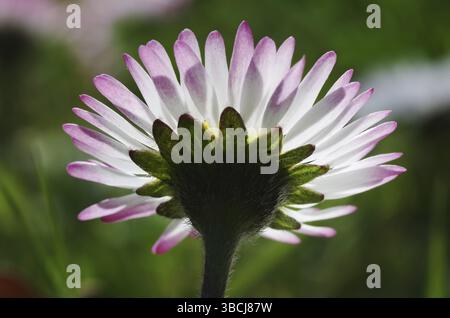 Vista dal basso a margherita Foto Stock