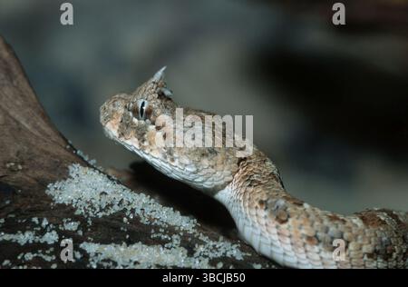 Adder corna (Bitis caudalis), Namibia, Africa Foto Stock