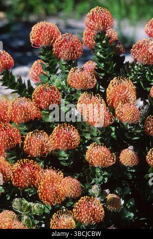 Pincushion (Leucospermum), famiglia Proteus, Proteaceae Foto Stock