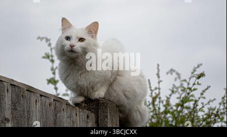 Elegante gatto bianco con accattivante eterocromia su una recinzione di legno. Foto Stock