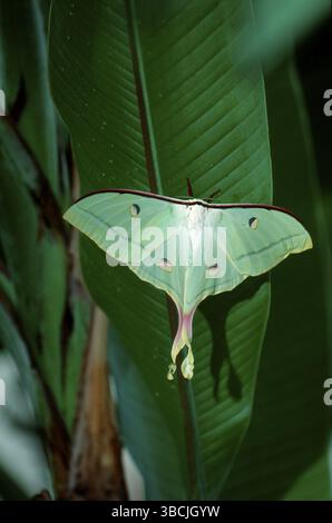 Indian Moon Moth (Actias selene), Mondspinner, Asien, asia, Andere Tiere, altri animali, Insekten, insetti, Motten, falene, Schmetterlinge, farfalle Foto Stock