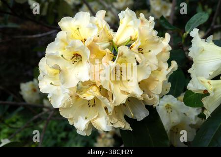 Fiore di rododendro, varietà Horizon Monarch Foto Stock