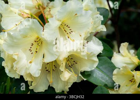 Fiore di rododendro, varietà Horizon Monarch Foto Stock
