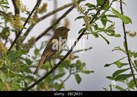 Rosefinch comune (Carpodacus erythrinus), giovane maschio Foto Stock
