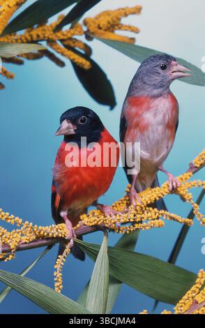 Coppia di siskins rossi (Spinus cucullatus) (Carduelis cucucullata) Foto Stock