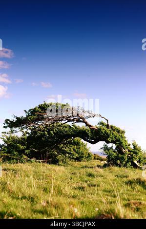 Albero di biancospino a forma di vento sulla sommità di Humphrey Head nel sud della Lakeland, Regno Unito. Girato all'inizio di maggio, questo promontorio include una scogliera sulla baia di Morecambe Foto Stock