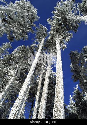 Conifere innevate, Alsazia, Francia, conifere innevate, Alsazia, dal basso, inverno, Francia, Europa Foto Stock
