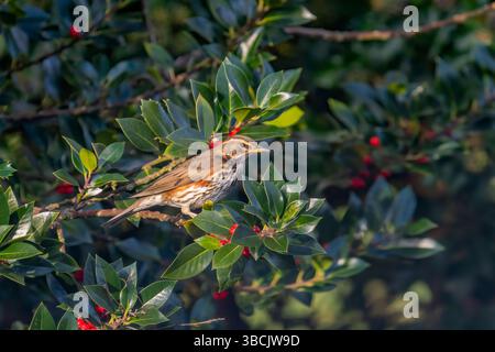 Redwing che si nutrono di bacche holly, Regno Unito Foto Stock