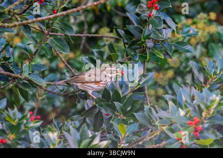 Redwing che si nutrono di bacche holly, Regno Unito Foto Stock