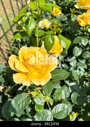 Fiore di rosa. Le rose gialle fioriscono nel giardino estivo. Rose che fioriscono. Perfetto per temi floreali e botanici. Concetto di giardinaggio. Foto Stock