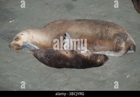 Leoni marini sudamericani (Otaria flavescens), femmina con giovani, Peninsula Valdez, Argentina, Maned Seal, donna con giovane, Peninsula Valdez, Sud A. Foto Stock