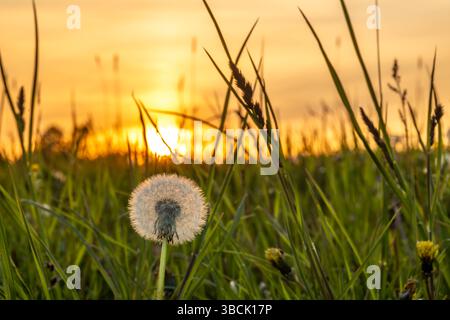 Prato fresco di primavera verde con nuvoloso arancio bel tramonto in montagna Foto Stock