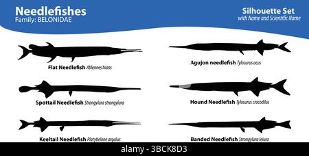 Set vettoriale sagoma degli aghi | famiglia Belonidae con nomi comuni e scientifici Illustrazione Vettoriale