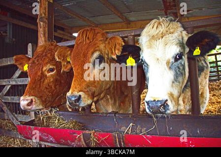 Trio di vacche da compagnia - belga Blu, Jersey, bestiame Limousin Foto Stock