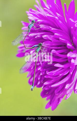Due coniugati damselflies blu seduti sul rosa fiore aster Foto Stock