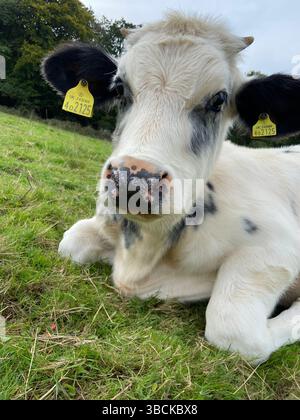 Vitello blu belga Foto Stock