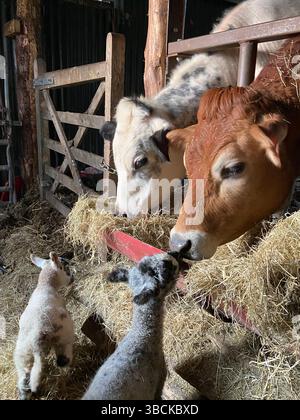 Baciare le mucche e gli animali domestici Foto Stock