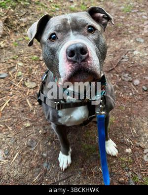 San Francisco, California, Stati Uniti – 4 aprile 2025: Un pitbull grigio con un guinzaglio blu siede tranquillamente su un sentiero sterrato in un rifugio pubblico per animali. Foto Stock