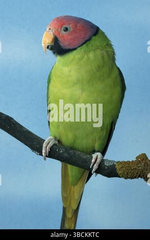 Parrocchetto con testa di prugna (Psittacula cyanocephala), maschio, parrocchetto con testa di prugna, maschio Foto Stock