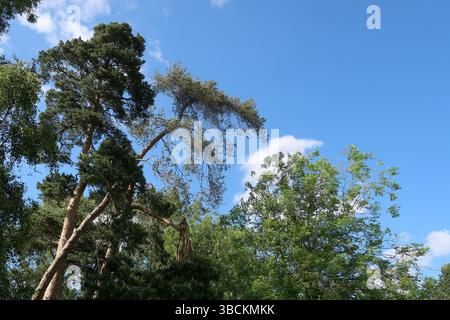 Una splendida scena boschiva ambientata sotto un cielo azzurro Foto Stock
