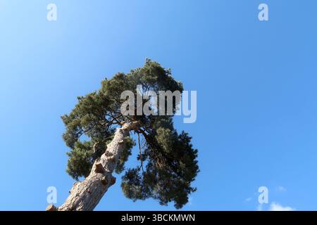 La cima di un albero di pino scozzese molto alto è posta sotto un cielo blu brillante Foto Stock