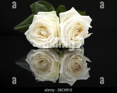 Due rose bianche con immagine speculare isolata su sfondo nero Foto Stock