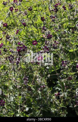 Mourning Widow, Dusky Crane's-Bill o Black Widow, Geranium phaeum, Geraniaceae. Europa. Foto Stock