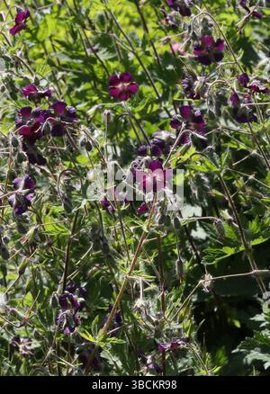 Mourning Widow, Dusky Crane's-Bill o Black Widow, Geranium phaeum, Geraniaceae. Europa. Foto Stock