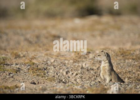 Una stanca mangusta gialla guarda nervosamente dalla sua tana per individuare eventuali pericoli che potrebbero avvicinarsi Foto Stock