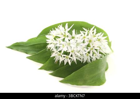 Aglio selvatico fresco con fiori su sfondo bianco Foto Stock