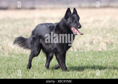Groenendael, cane pastore belga Foto Stock